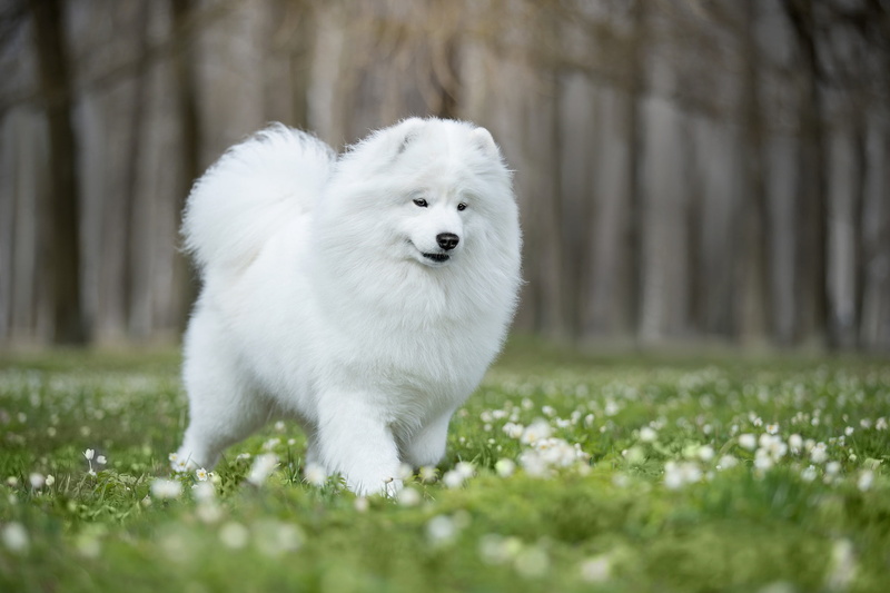 dog, bokeh, flowers, 1080P, Samoyed, glade