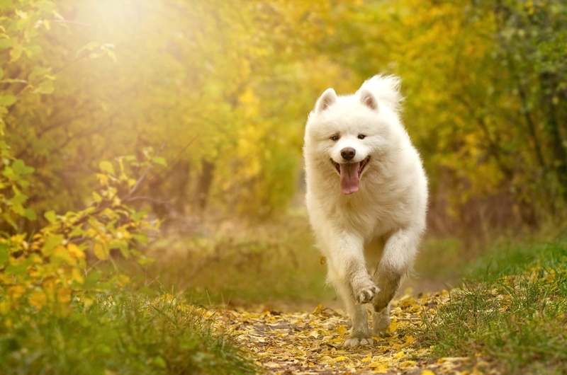 1080P, Dogs, Dog, Pet, Samoyed