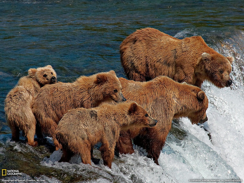 day, water, bears, animal, nature, no people, mammal, National Geographic, animal family, high angle view, animals, waterfall, vertebrate, animal wildlife