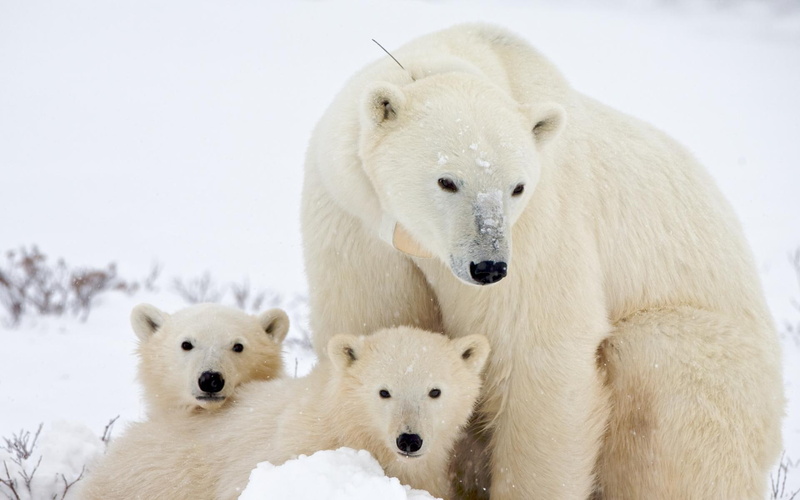 polar, polar bear, animals, 1920x1200, cubs, bear, 1080P