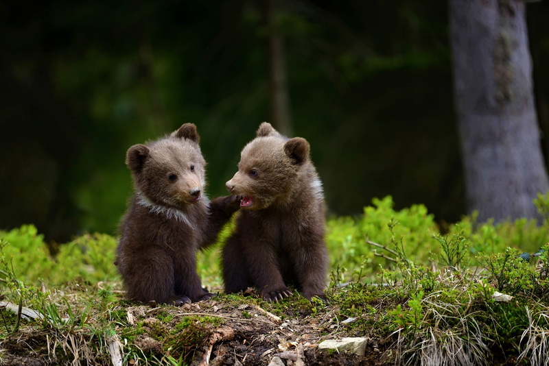 cub, baby, cute, 1080P, adorable, bear, animal
