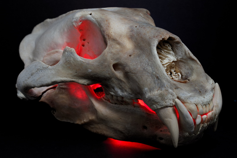 skull, 4K, colorful, black background, polar bears, red, teeth