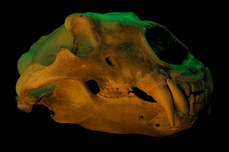 yellow, colorful, skull, teeth, polar bears, 5K, black background, green