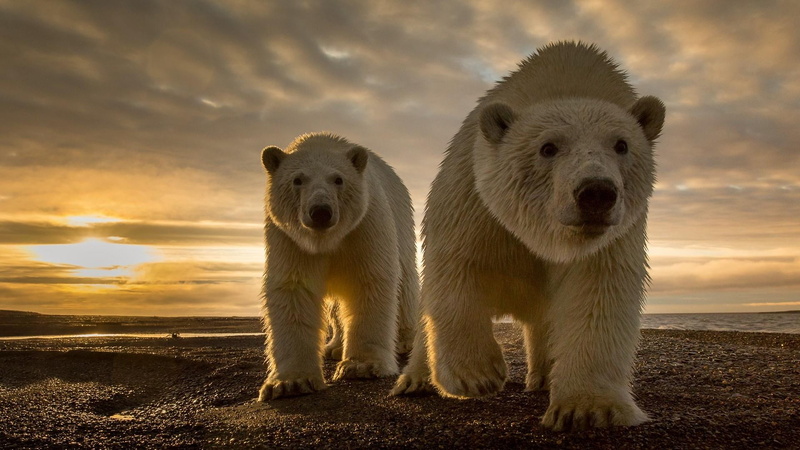 cute, wildlife, polar bear, 1080P, bears