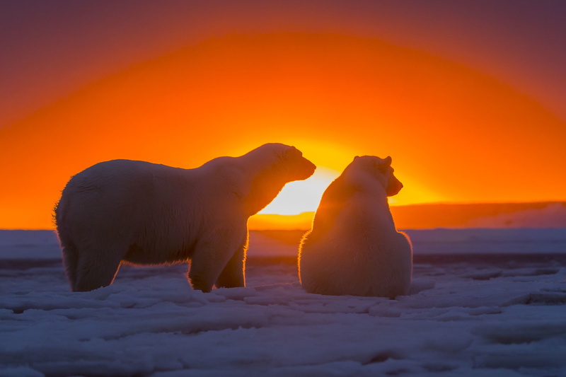 ice, sunlight, 2K, polar bears, sunset, animals