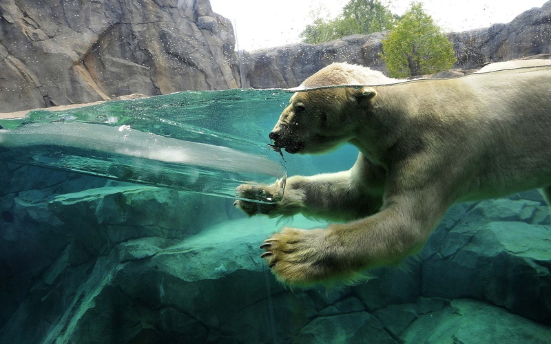 animals, ice, polar bears, split view, 1080P, swimming