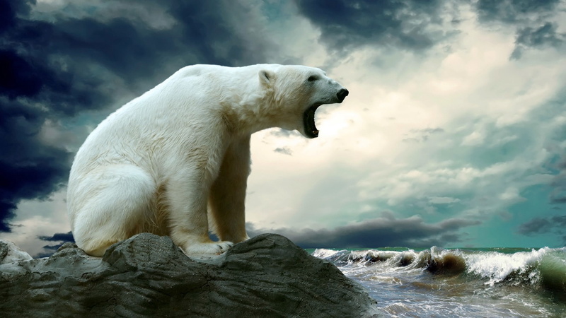 polar bears, animals, nature, 1080P