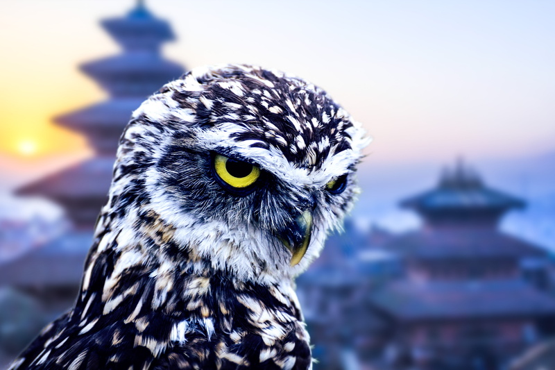 culture, looking, day, eyes, portrait, close-up, temple, bird of prey, artwork, vacations, 5K, animal body part, creative, owl, photograph, kathmandu