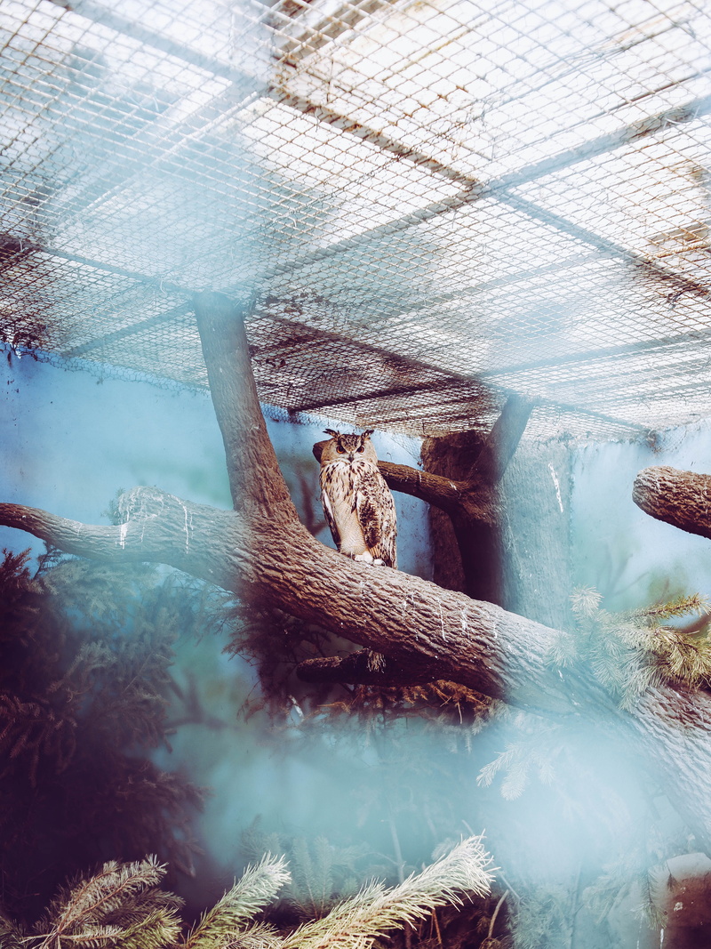 city, cage, indoors, kyiv, conifer, animal, zoo, focus, low angle view, ukraine, selective, day, kiev zoo, animals in captivity, animal wildlife, animal themes