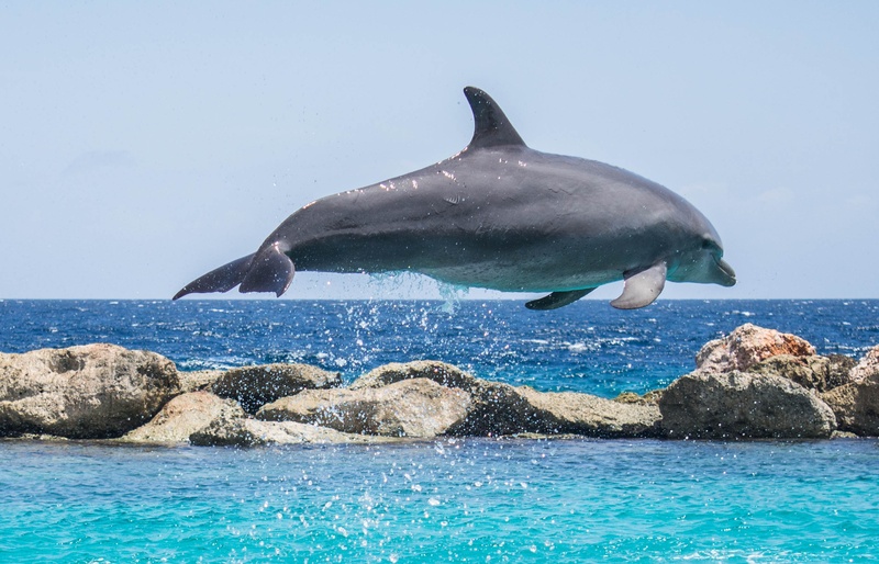 animal, aquatic mammal, water, motion, one animal, animal wildlife, jumping, body, ocean, pool, no people, marine, 2K, life, fin, fish, blue, animal themes