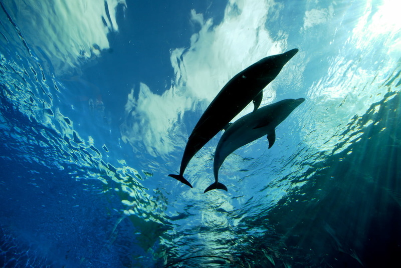 Yokohama, two, dolphins, Frontpage, animal, Sigma, Love, mammal, Sea, Blue  Dolphin, wildlife, Paradise, 480P, nature, water, blue, Japan, underwater