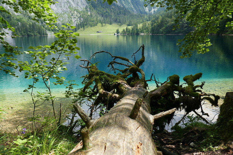 berchdesgaden, land, roots, driftwood, lake, day, schönau am königssee, scenics - nature, reflection, beauty in nature, mountain, forest, 5K, no people