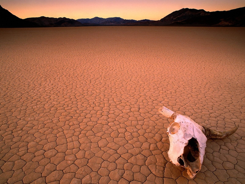 mountain, desert, sand Dune, beach, nature, scenics - nature, drought, barren, animal, textured, pattern, summer, tranquil scene, beauty in nature, arid Climate