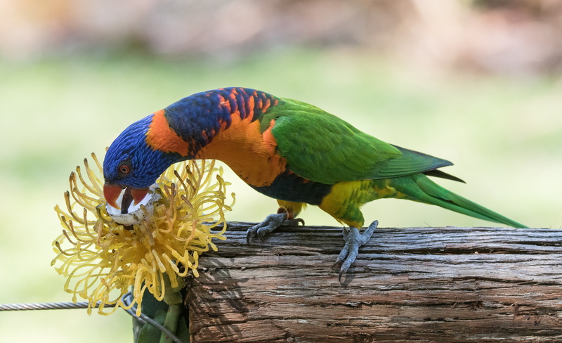 beak, pets, 4K, parrot, Macau, lorikeet, collared, centimetres, feather, Red-collared Lorikeet, animal, red, yellow, wildlife, nature, multi Colored, Trichoglossus