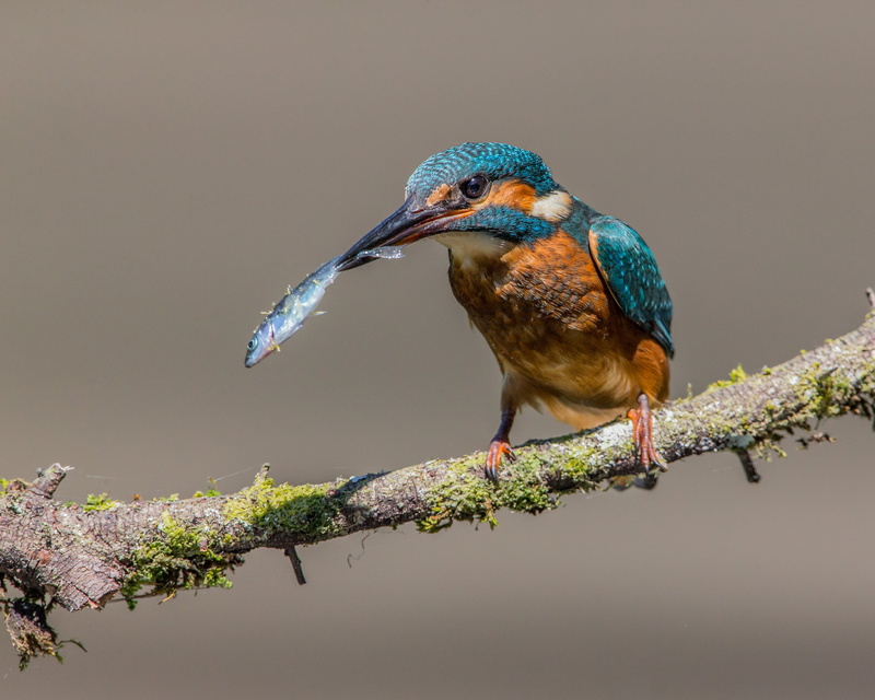 wildlife, 4K, brown, green, beak, brown bird, bird, nature, Kingfisher, animal, fish, Stickleback
