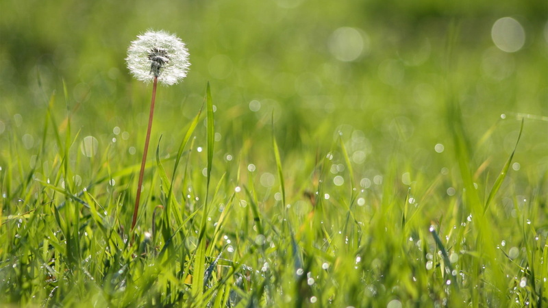 freshness, growth, flower, springtime, dandelion, vulnerability, softness, grass, no people, nature, white, green color, meadow, plant, land, dew, flower head