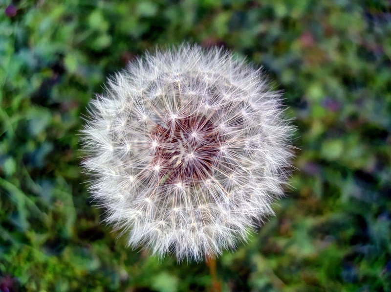 plant, close-up, Kent, macro, Garden, South East  England, Nature, Pentax  Optio, 1080P, Dandelion, Seed, summer, flower, fluffy