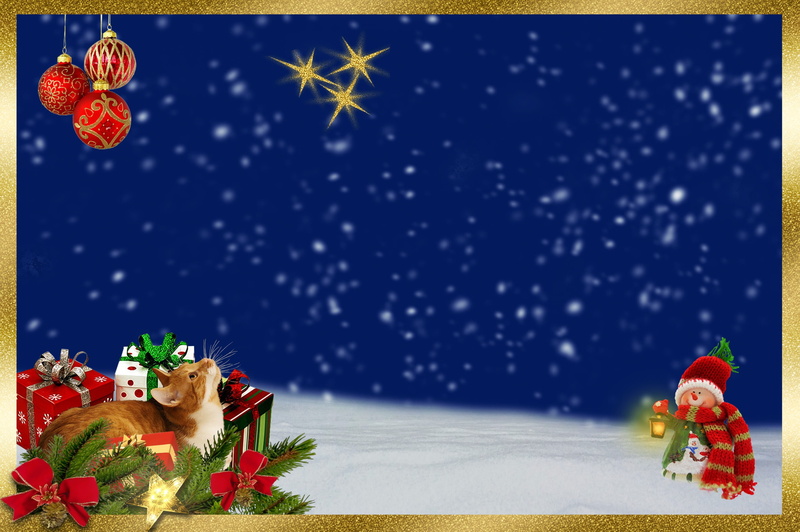 star, decoration, red hat, red cat, background, funny, outdoors, christmas tree, snowing, december, event, frame, tree, holiday - event, wintry, santa claus