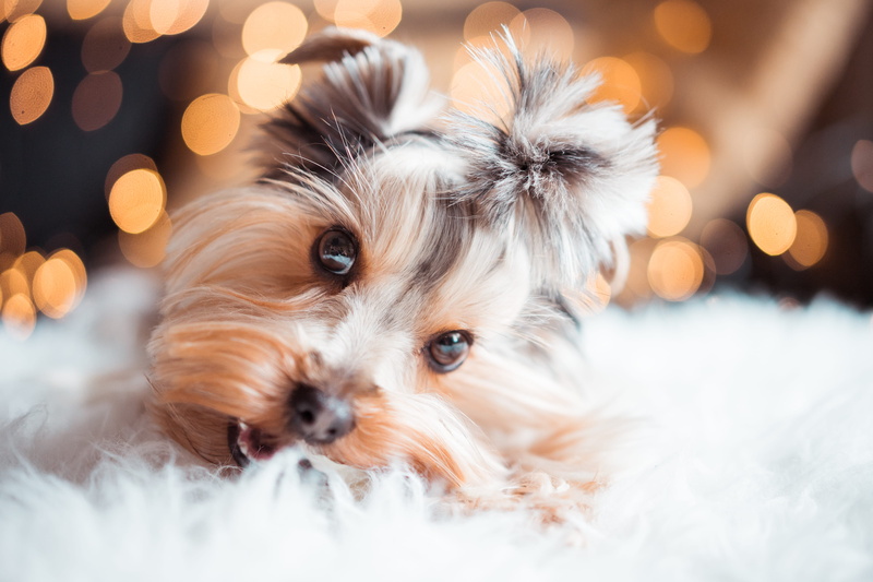 snow, purebred Dog, christmas evening, holidays, animal themes, winter, domestic Animals, 4K, jessie, Snacks, happy, top, Yorkshire Terrier, animal, terrier