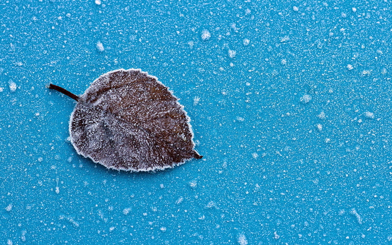 Blue, Dry, 1080P, Leaf, Frost, Background, Ice