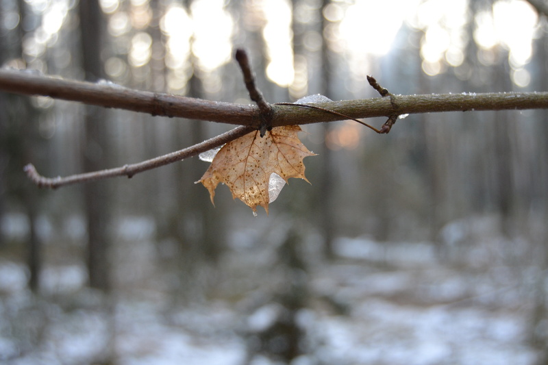 nature, leaf, 4K, cold temperature, frozen, snow, no people, outdoors, leaves, focus on foreground, winter, ice, day, dry, branch, tranquility, close-up