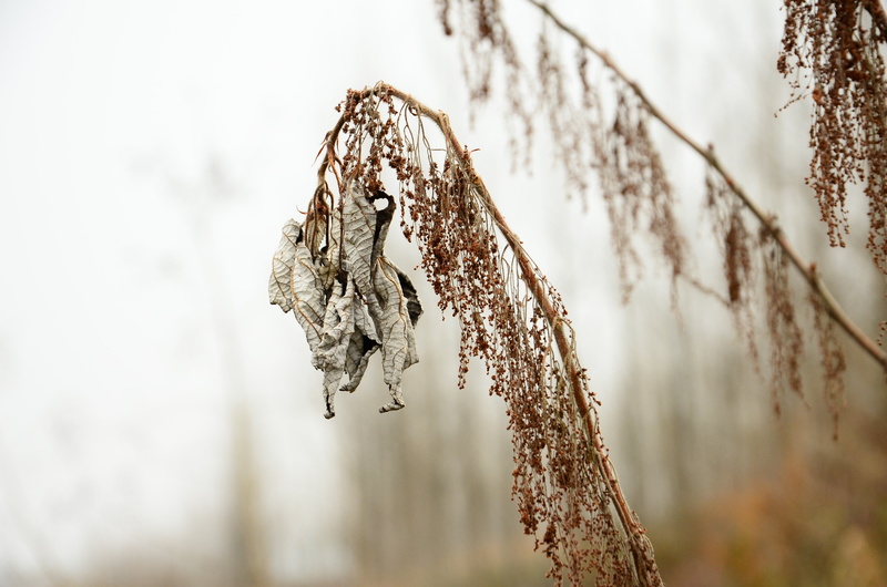 day, nature, lichen, close-up, tranquility, beauty in nature, frozen, no people, focus on foreground, plant, winter, dry, dead plant, snow, land, fragility