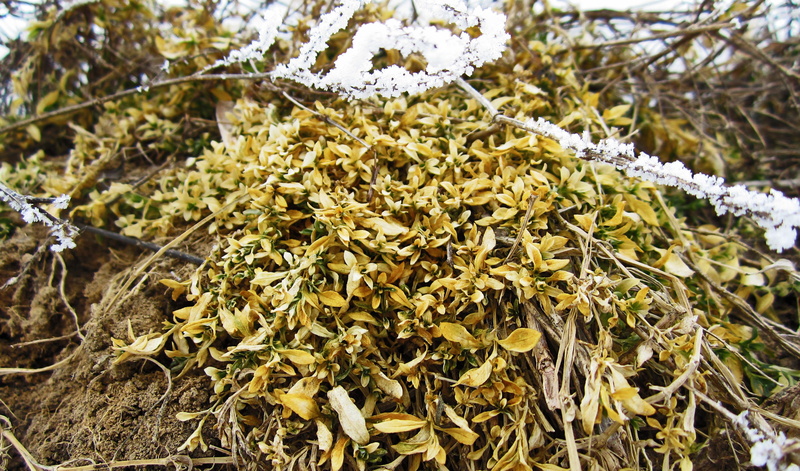 land, plant part, tree, winter, dry, plant, lichen, ground, yellow, leaf, leaves, Russia, day, focus on foreground, beauty in nature, 4K, growth, outdoors