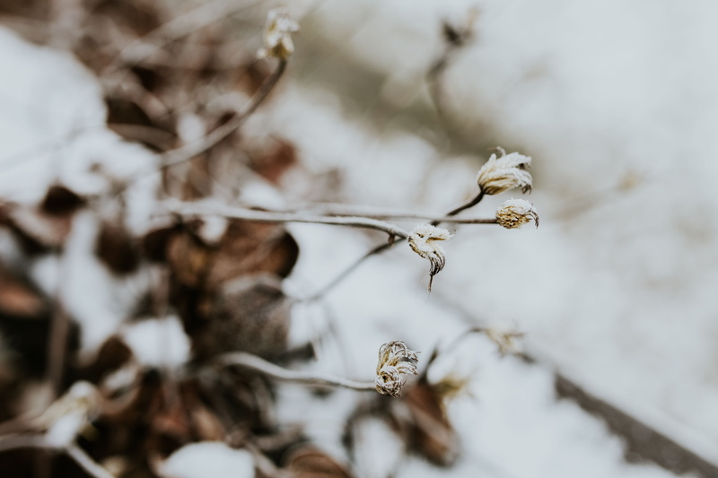 pine, snow, no people, tree, close, frozen, springtime, outdoors, dried, cold, cotton plant, backgrounds, beauty in nature, branch, fragility, close-up
