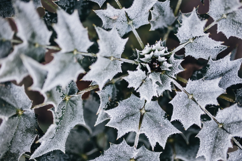frost, full frame, outdoors, close-up, growth, snow, winter, covered, nature, cold, frozen, cold temperature, 5K, closeup, leaves, plant, plant part, nobody