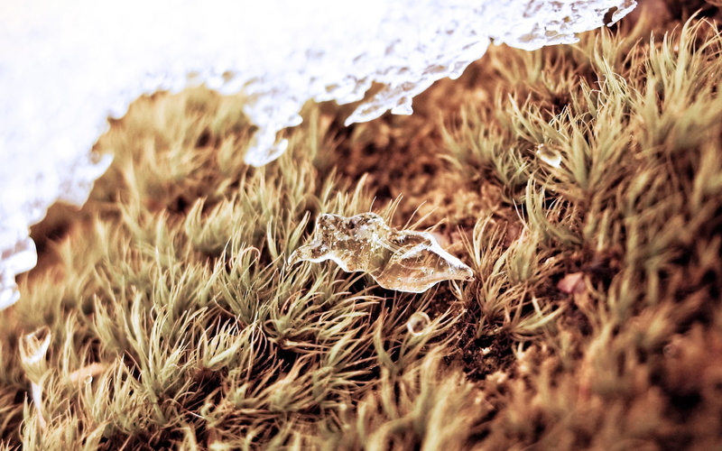 plant, surface level, pattern, abstract, selective focus, dry, brown, nature, wilted plant, 720P, gold Colored, beauty in nature, macro, day, outdoors