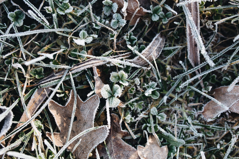 morning, growth, frost, change, close-up, leaves, plant, field, frozen, cold temperature, ze, nature, land, leaf, plant part, no people, covered, nobody