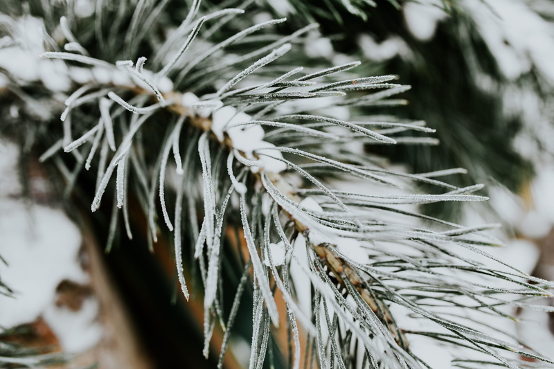 close, cold temperature, frozen, pine tree, snow, beauty in nature, pine, closeup, winter, cold, growth, ups, ice, focus on foreground, plant, snowy, frost