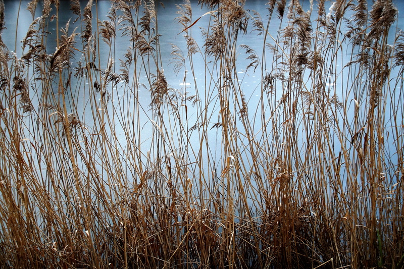 non-urban scene, beauty in nature, tranquil scene, growth, outdoors, timothy grass, frozen, 5K, sky, january, winter, scenics - nature, reed, dry, backgrounds