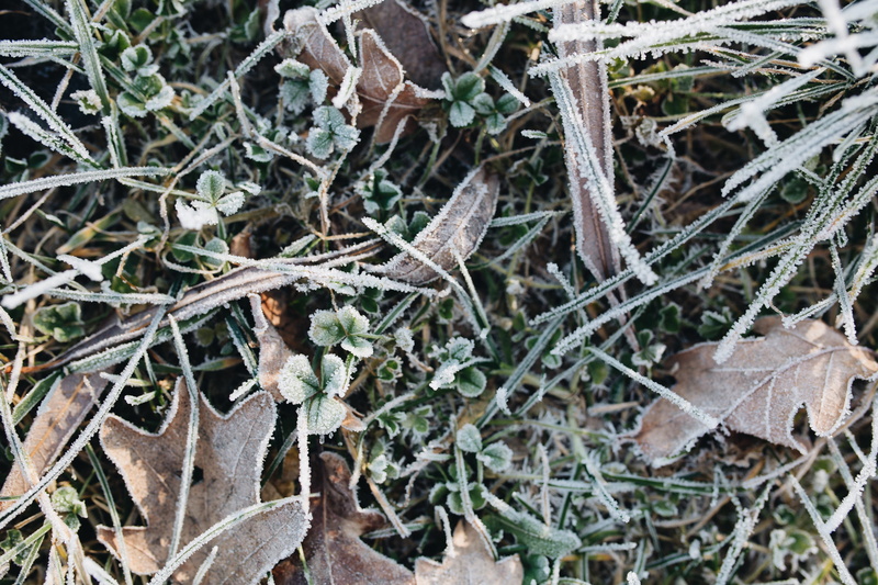 tree, outdoors, close-up, nature, cold temperature, grass, no people, ze, nobody, leaves, covered, ice, high angle view, beauty in nature, frozen, cold