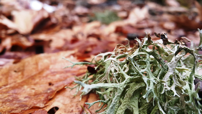 day, green, season, selective focus, frost, food, healthy eating, growth, green color, focus on foreground, brown, outdoors, grass, dry, 5K, tree, leaves