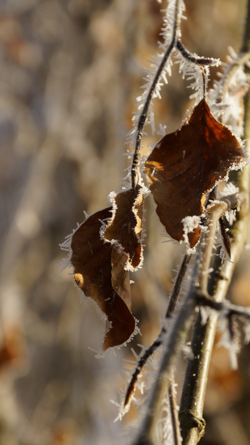 wood, wilted, wilted plant, focus on foreground, frost, close-up, branch, nature, dried, day, cold temperature, crystal, cold, outdoors, snow, leaves, frozen