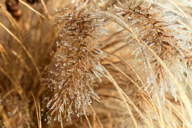 land, brown, eiskristalle, cereal plant, stalk, dry, sunlight, ice, frozen, selective focus, close-up, green, Hoarfrost, nature, close, beauty in nature