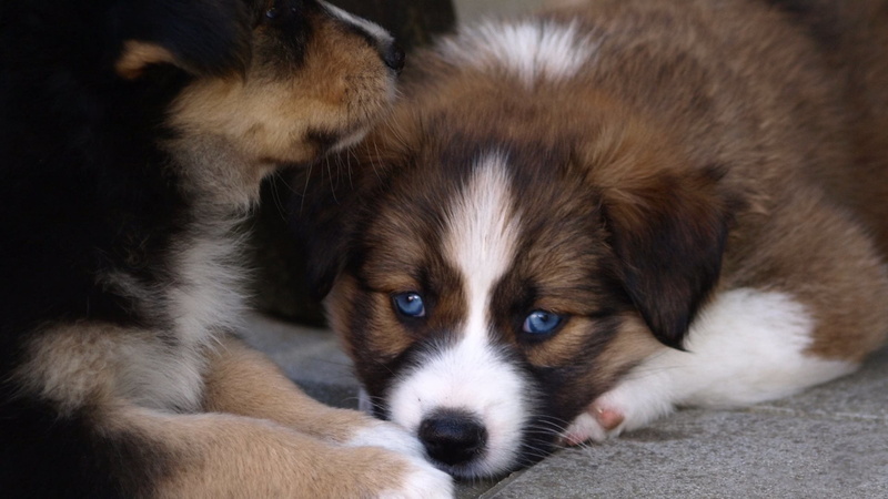 relaxation, indoors, lying down, pets, dog, mammal, puppies, domestic, animal, animal head, blue eyes, 1080P, young animal, animal themes, one animal
