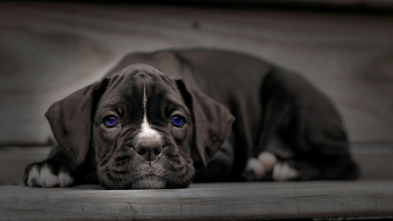 puppy, blue eyes, 1080P, eyes, animals, blue, dogs, dog, cute animals, nature, puppies, pets