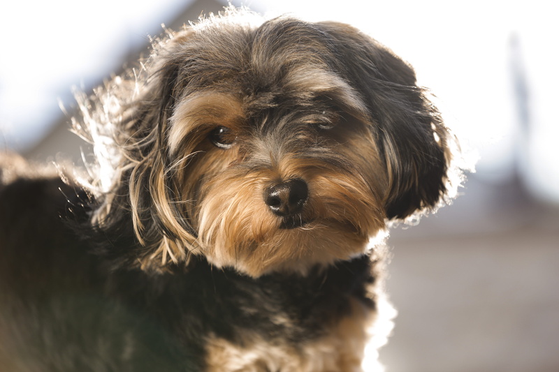 looking at camera, united states, one animal, domestic, animal themes, mammal, cute dog, animal head, portrait, hair, shorkie, animal, glamor dog, small