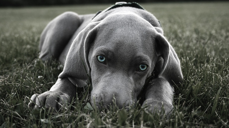 Weimaraner, animal, animal head, one animal, looking at camera, land, domestic, pets, portrait, canine, animals, dog, blue eyes, field, plant, no people