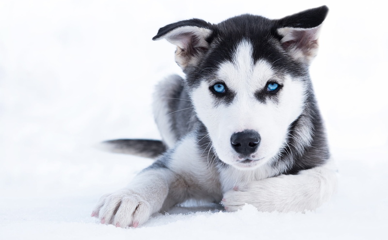 winter, blue eyes, snow, 1080P, husky, look, puppy, dog