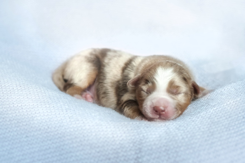 cozy, animal, domestic, young animal, innocence, relaxation, lying down, one animal, baby animals, sleeping, closed eyes, resting, small, 1080P, animal themes