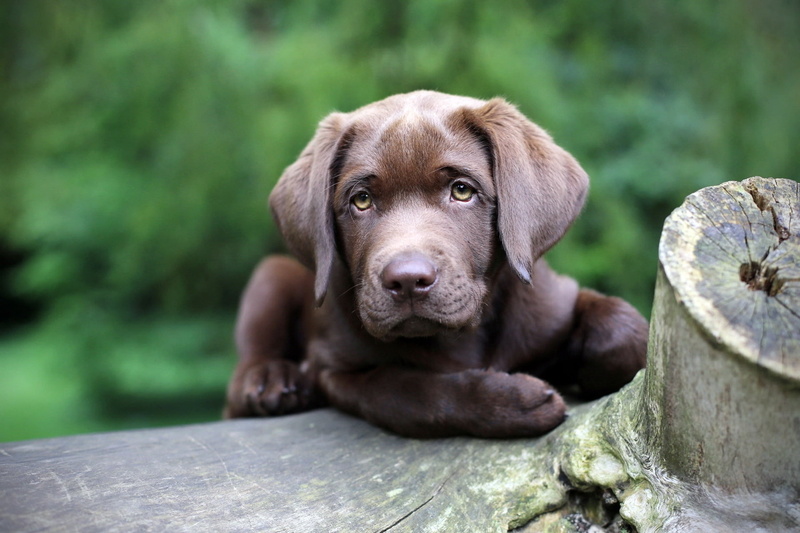 mammal, sitting, purebred Dog, dog, labrador Retriever, domestic Animals, retriever, looking at camera, nature, puppy, domestic, one Animal, looking, chocolate