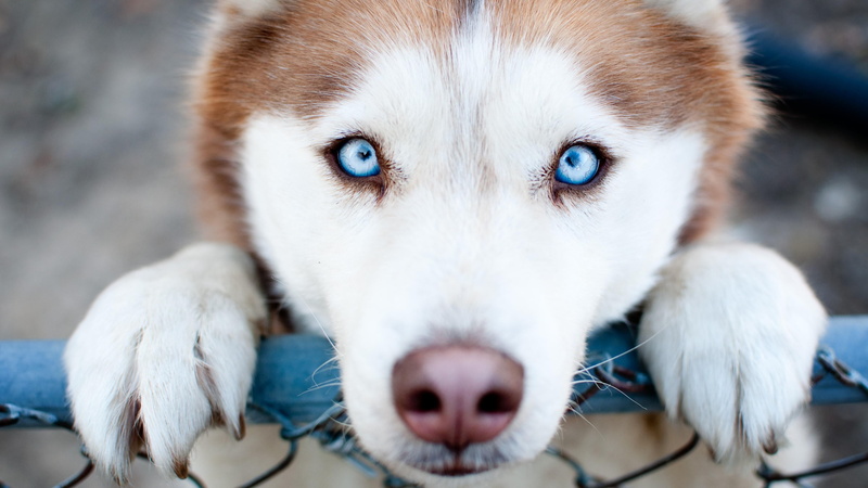 looking at camera, pets, animal eye, one animal, blue, mammal, eye, close-up, doggy, animal body part, purebred dog, domestic animals, portrait, husky
