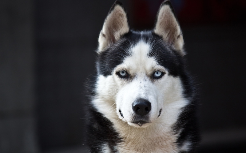 Blue, Husky, Dog, White, Black, 2K, Eyes