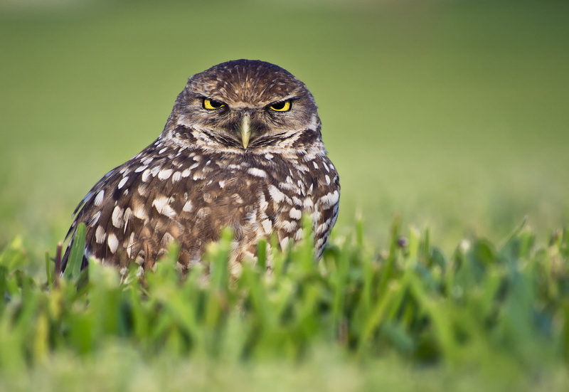 2K, black, black owl, E-PL2, MEGA, animal, owl, brown, Lumix, wildlife, grass, bird, Olympus, nature, outdoors, Aspherical, Panasonic, Angry Bird, feather