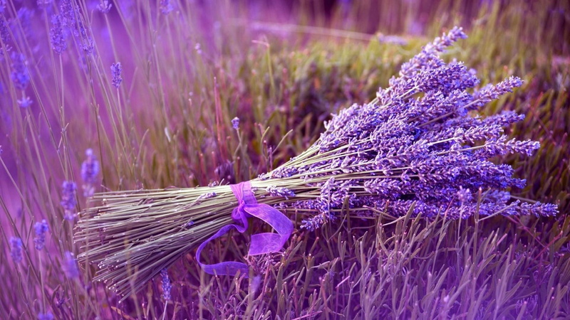lilac levender, 1080P, field, flowers, lavender, lavender field