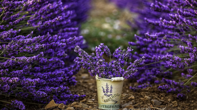 gardening, text, lavender colored, purple flowers, growth, lavender, outdoors, purple, fragility, no people, 2K, freshness, herb, beauty in nature, vulnerability
