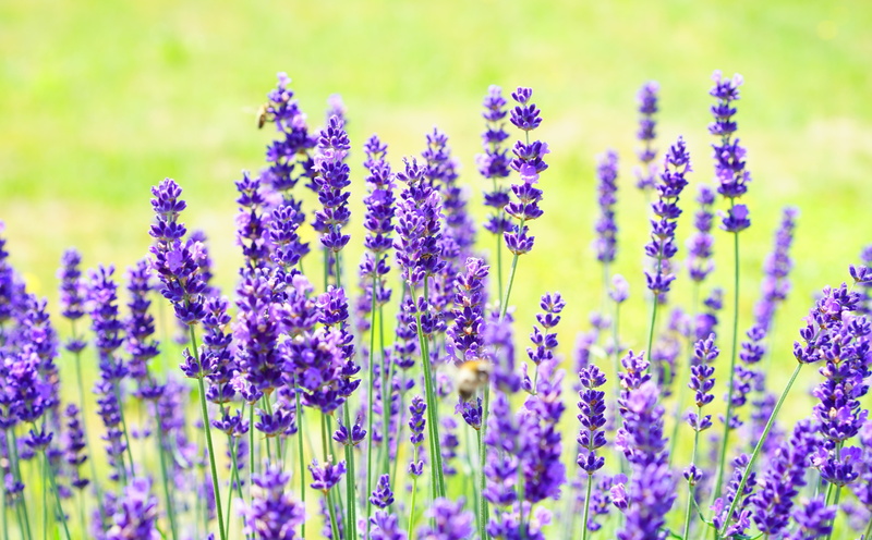 Petals, provence, Meadow, Inflorescence, Violet, gardenflowers, Summer, lavandulaofficinalis, flower, lavandulaangustifolia, freshness, growth, botany